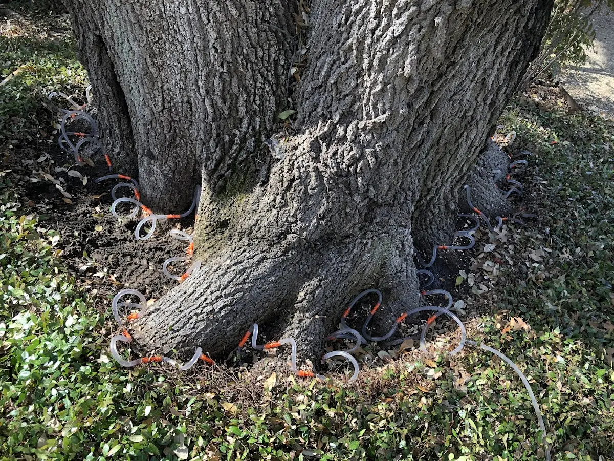 Detailed Tree Cabling and Bracing job site in Cookville