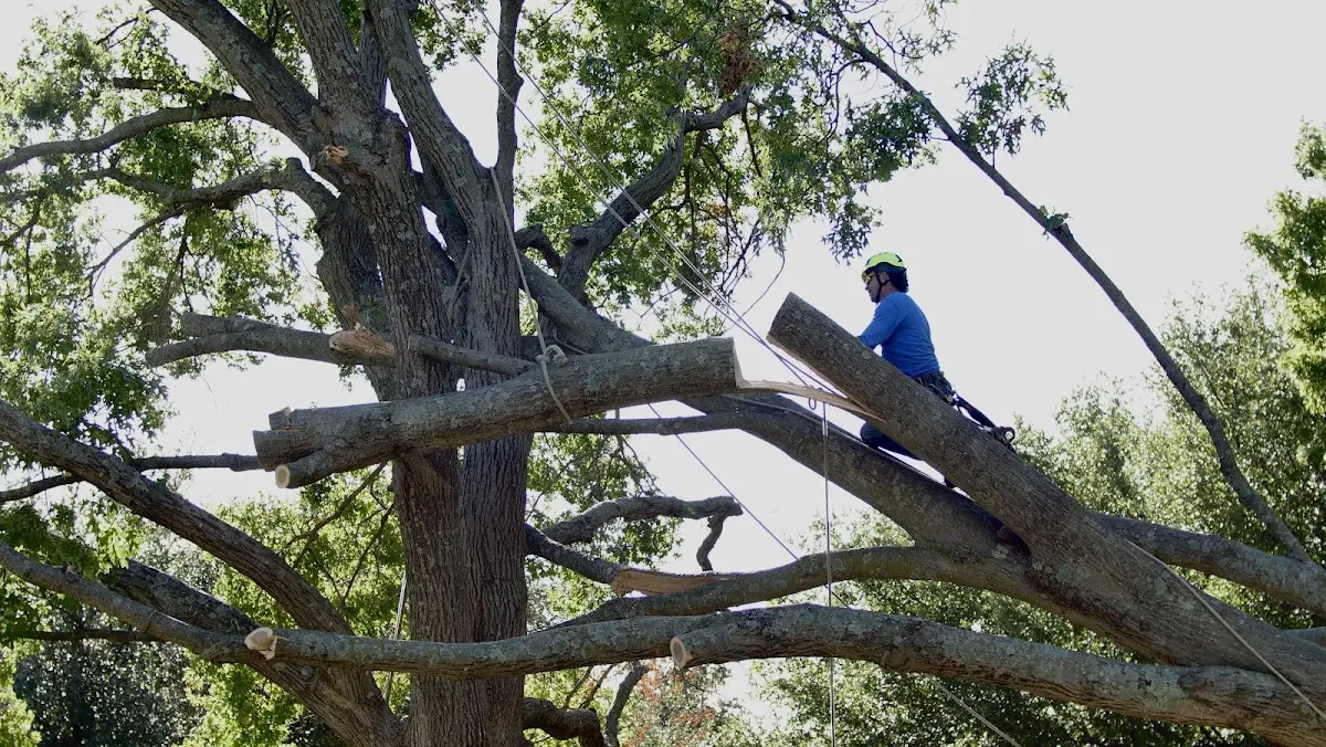 Professional Crown Thinning performed by certified arborists in Cookville
